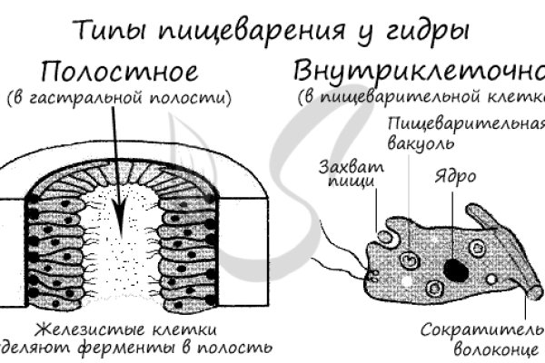 Кракен нов