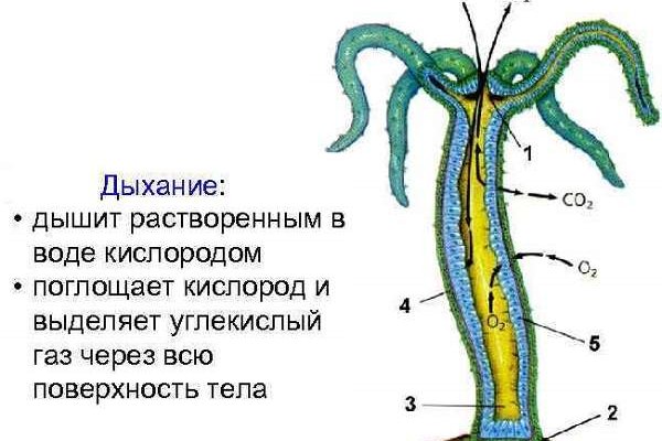 Ссылка кракена kraken clear com